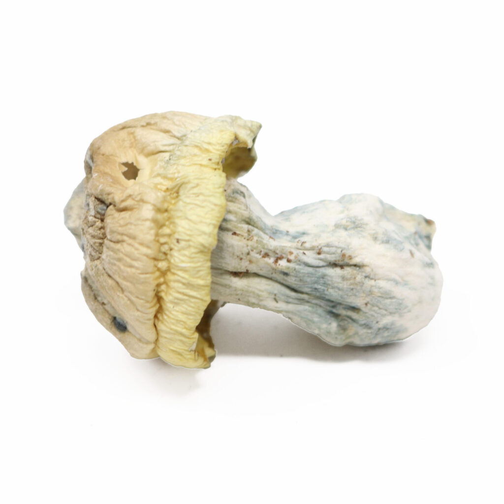 Iceberg — magic mushrooms available at Cali Canna