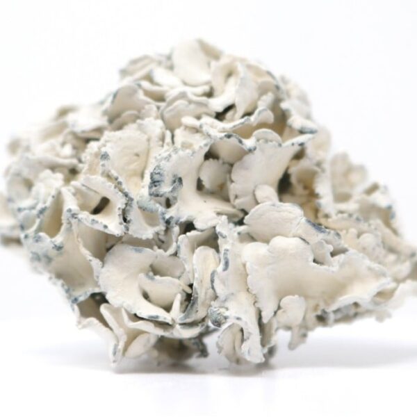 Enigma — magic mushrooms available at Cali Canna
