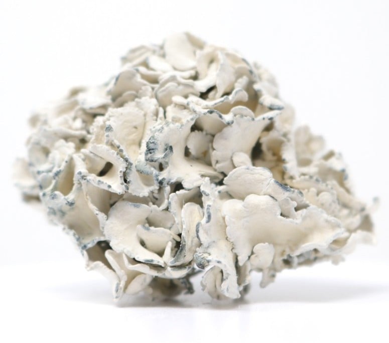 Enigma — magic mushrooms available at Cali Canna