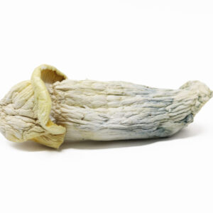 Mad Hatter — magic mushrooms available at Cali Canna
