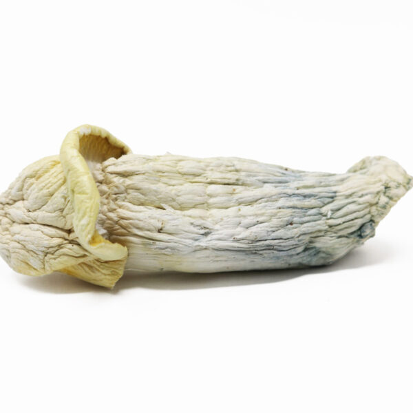 Mad Hatter — magic mushrooms available at Cali Canna