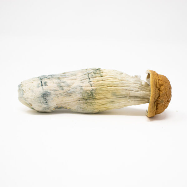 Penis Envy Shrooms — magic mushrooms available at Cali Canna