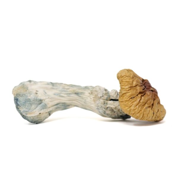 Steel Magnolia — magic mushrooms available at Cali Canna