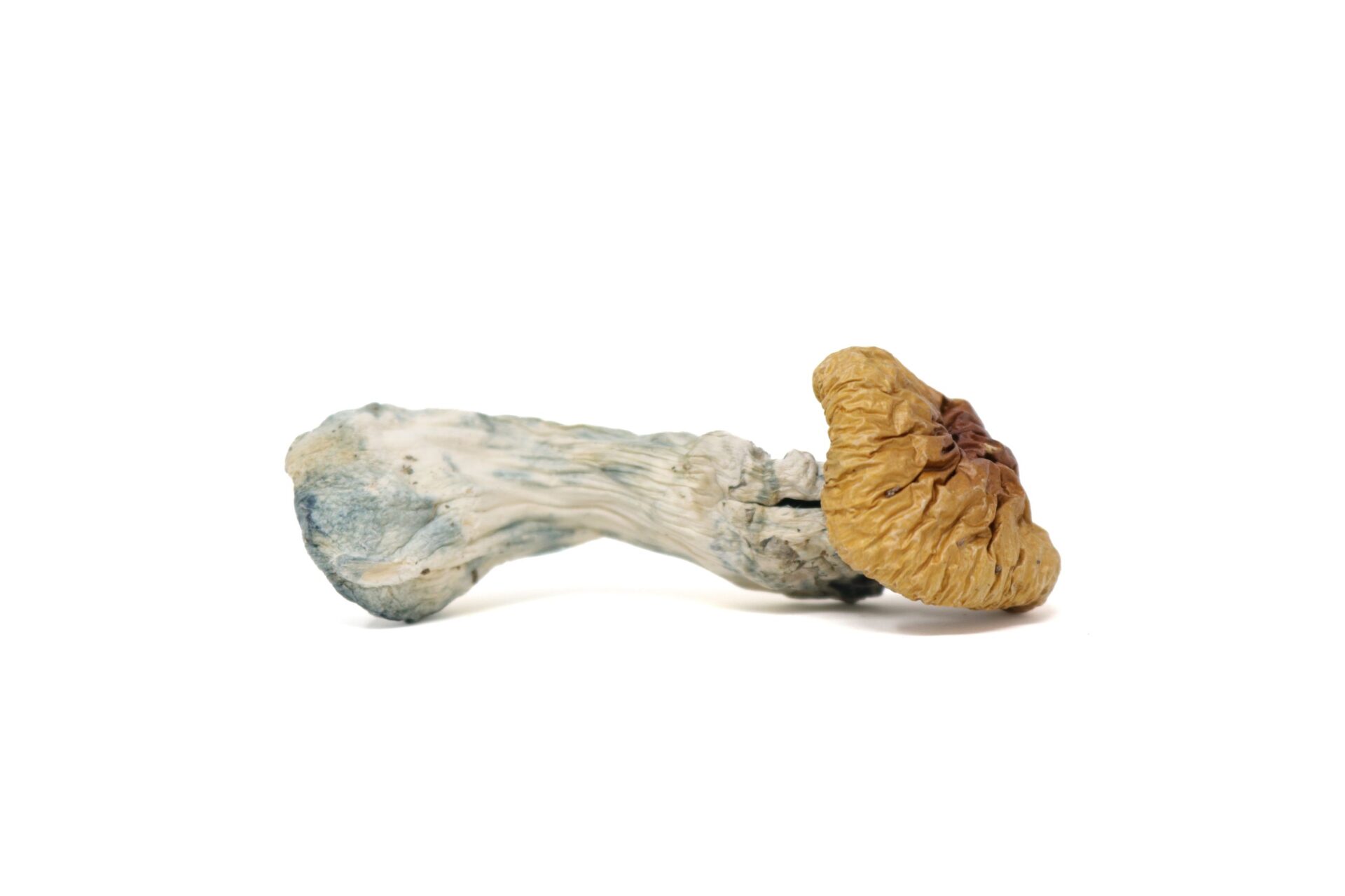 Steel Magnolia — magic mushrooms available at Cali Canna