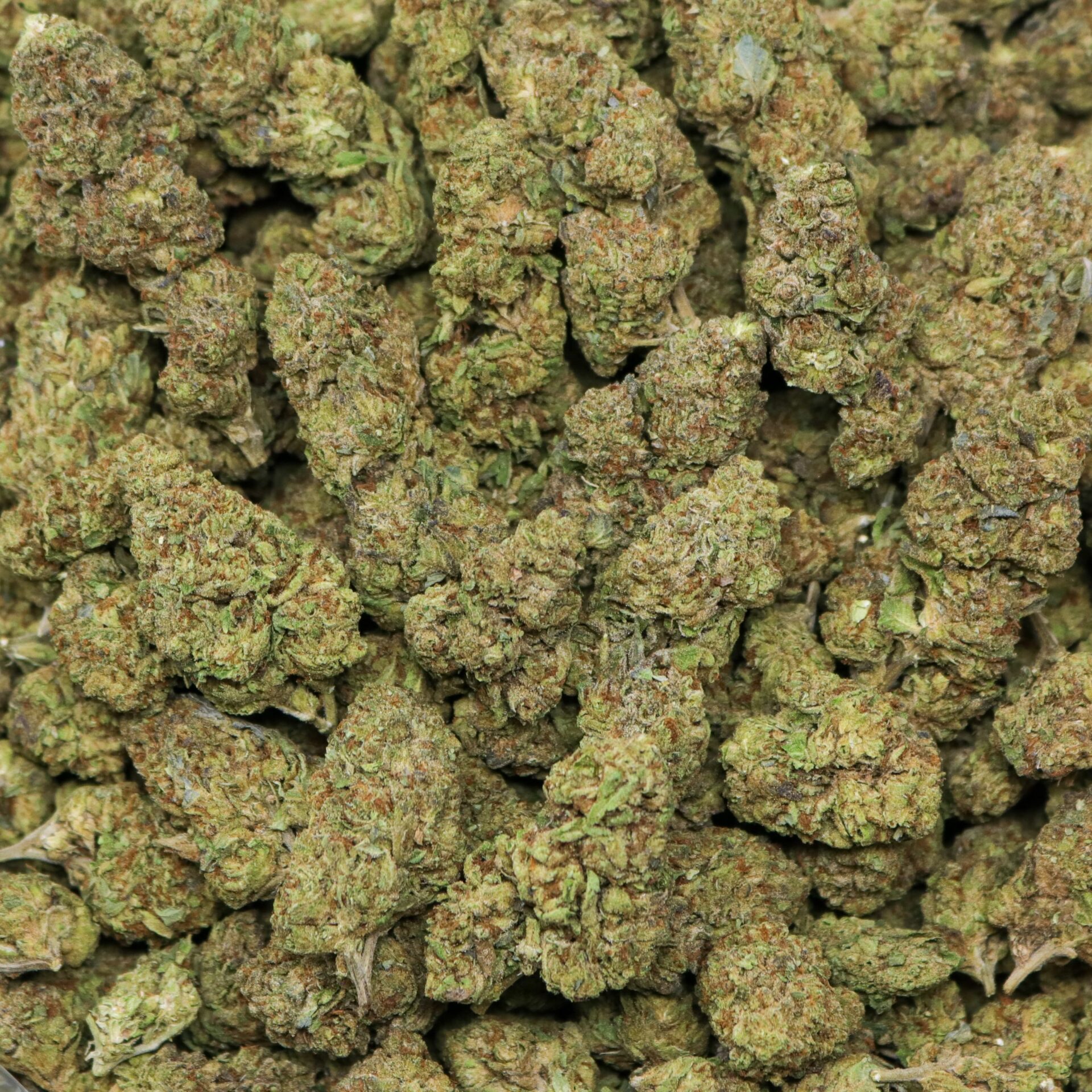 whitewidow1 (1)