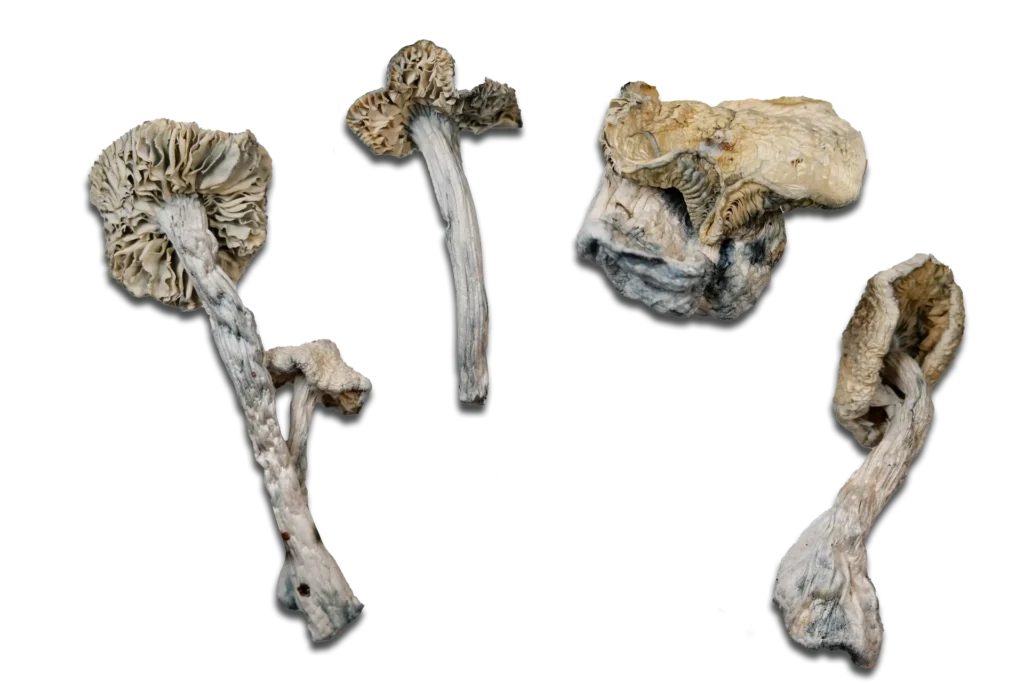 Albino Treasure Coast Magic Mushrooms