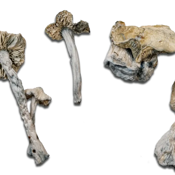 Albino Treasure Coast Magic Mushrooms
