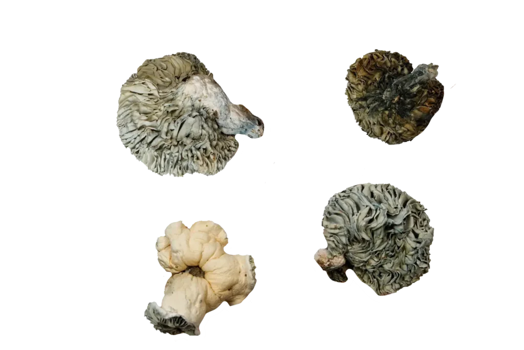Andromeda Magic Mushrooms