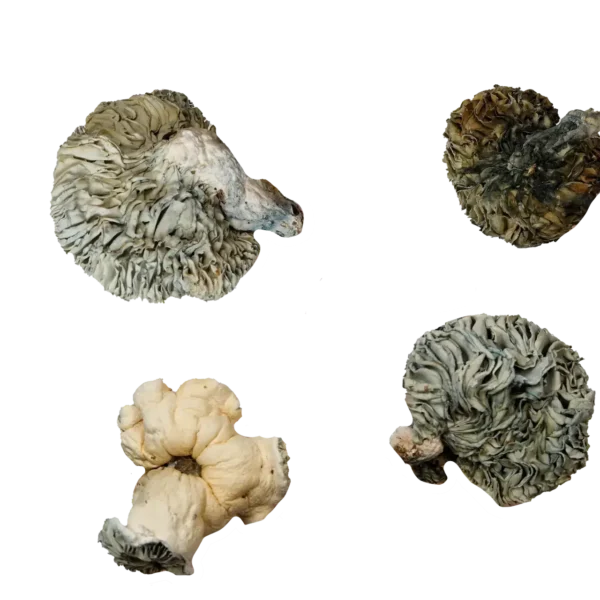 Andromeda Magic Mushrooms