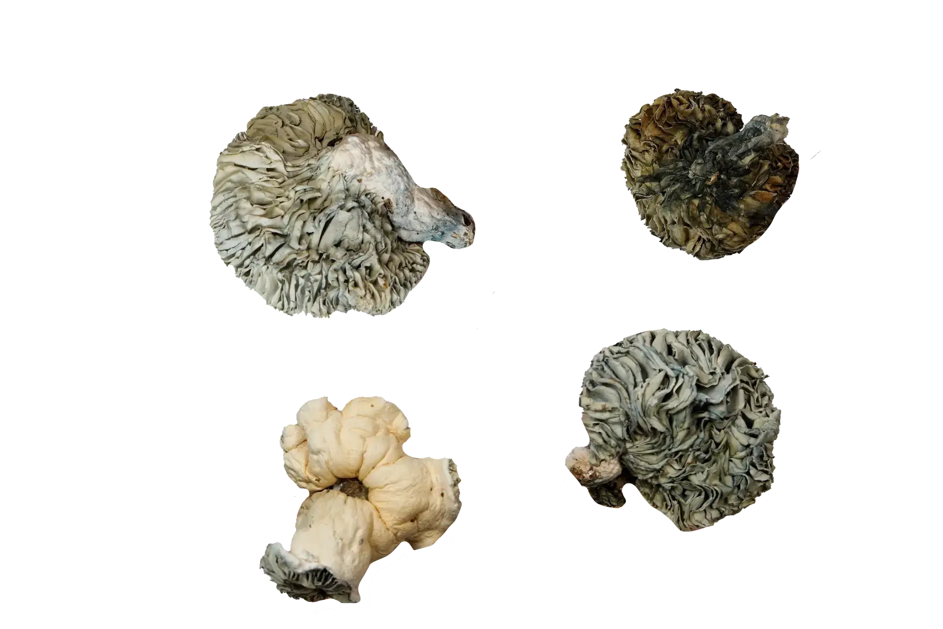 Andromeda Magic Mushrooms