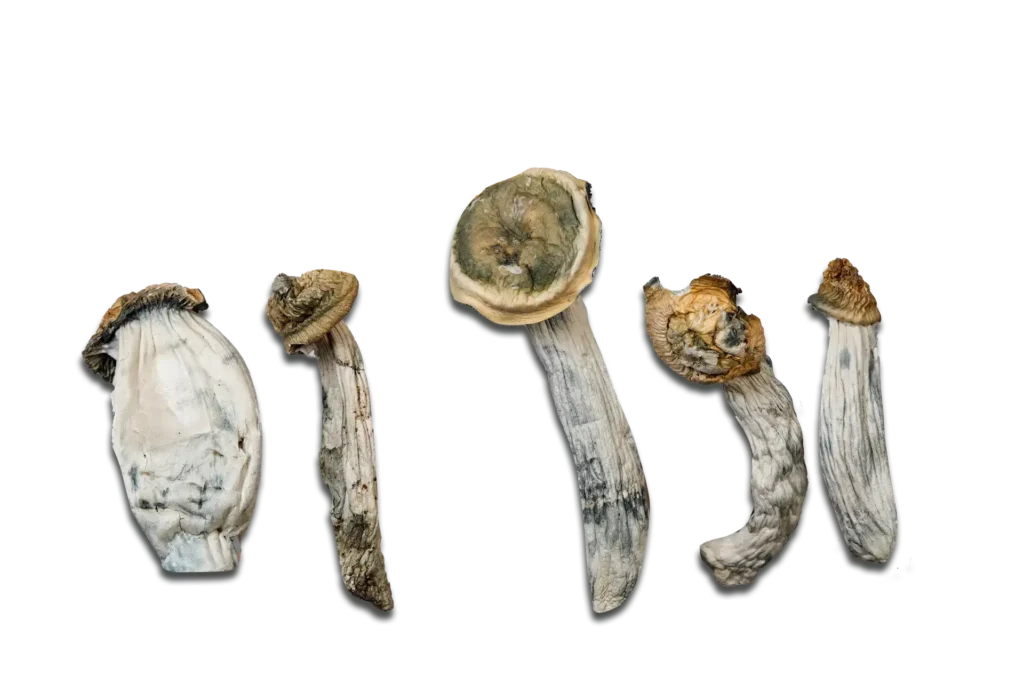 Ape Black Cap Magic Mushrooms