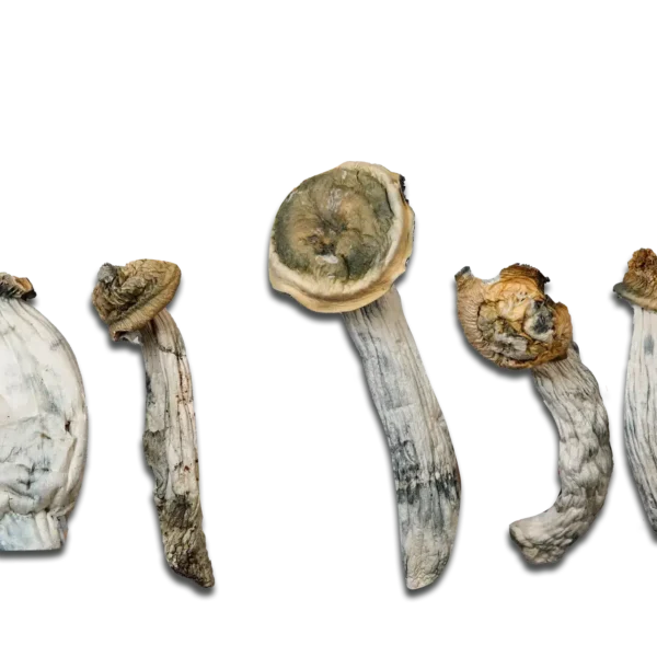 Ape Black Cap Magic Mushrooms
