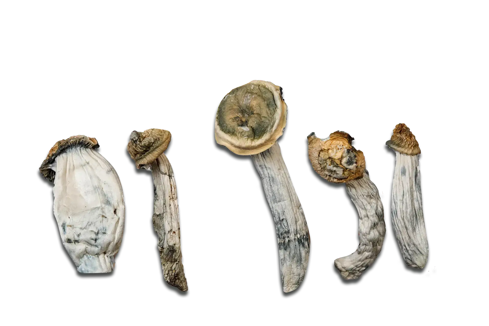 Ape Black Cap Magic Mushrooms