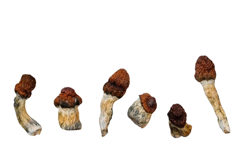 Blue Pulaski – Magic Mushrooms