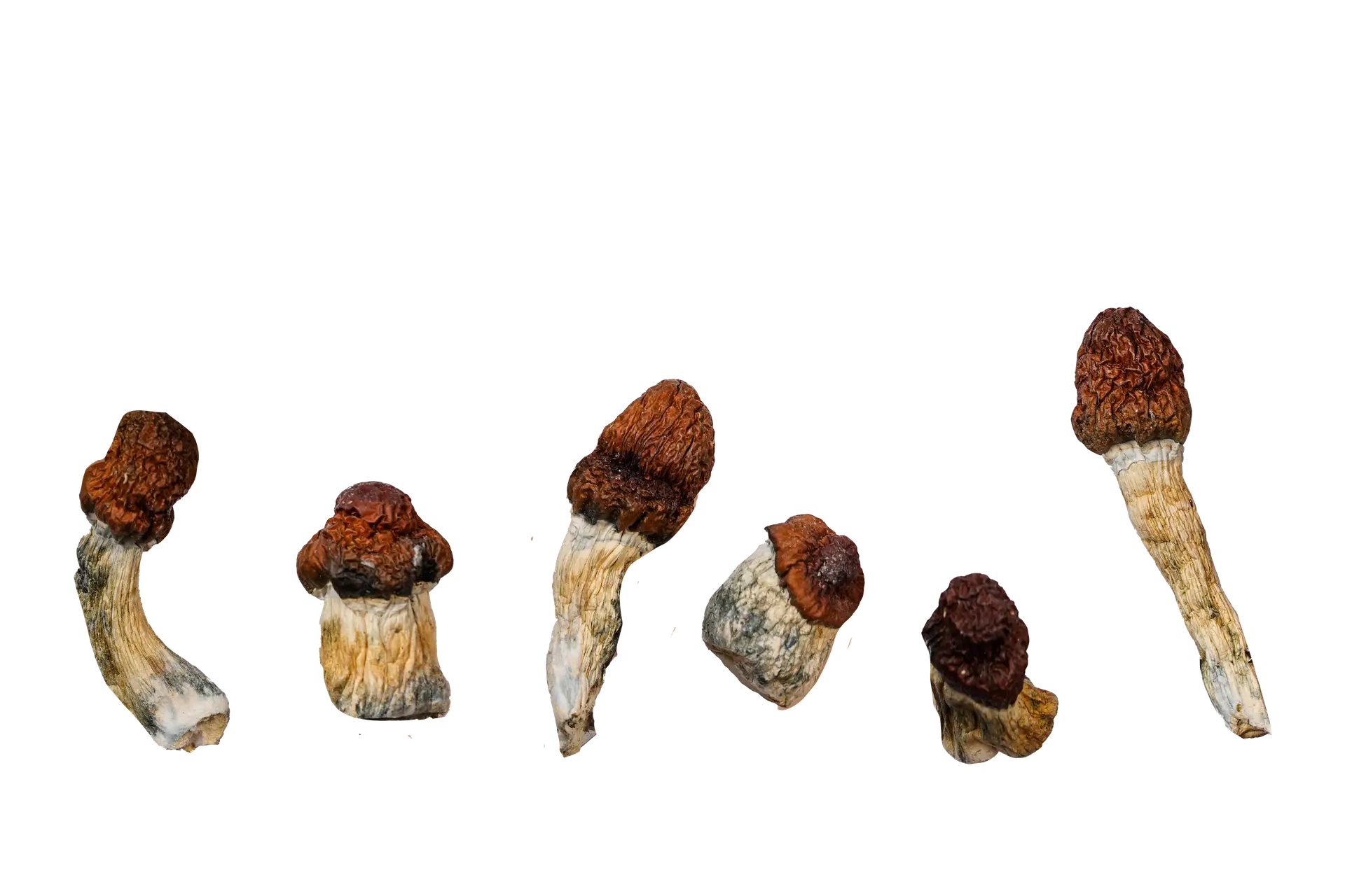 Blue Pulaski – Magic Mushrooms