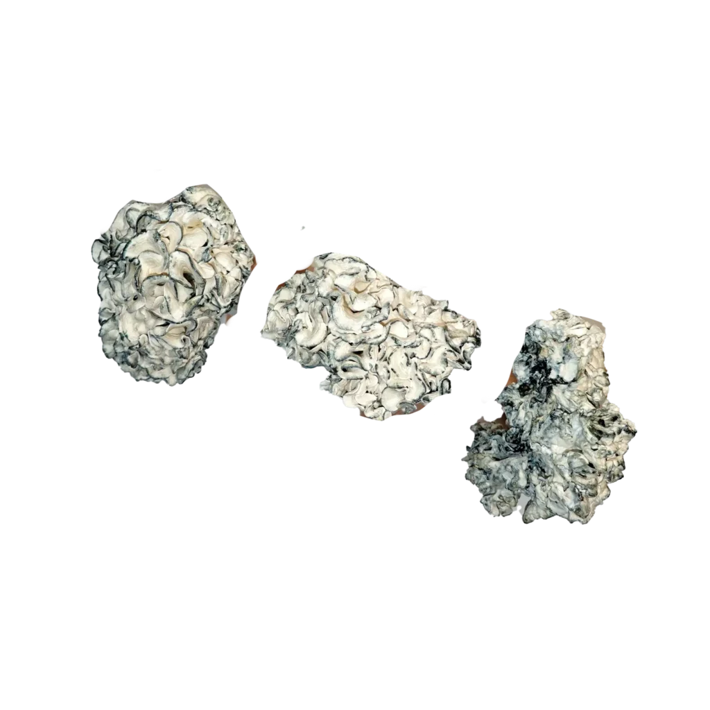 Chocolate Krinkle Brain Magic Mushrooms