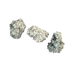 Chocolate Krinkle Brain Magic Mushrooms