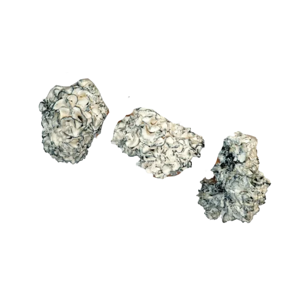 Chocolate Krinkle Brain Magic Mushrooms