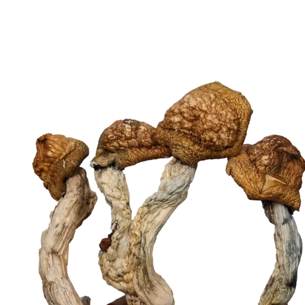 Golden Emperor – Magic Mushrooms
