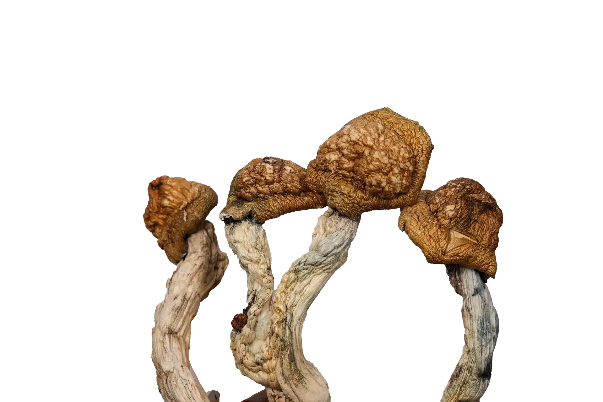Golden Emperor – Magic Mushrooms