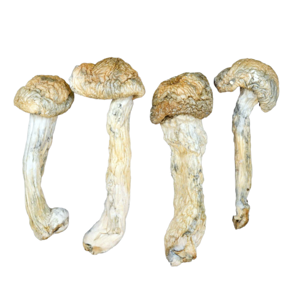 Green Cap Thrasher Magic Mushrooms