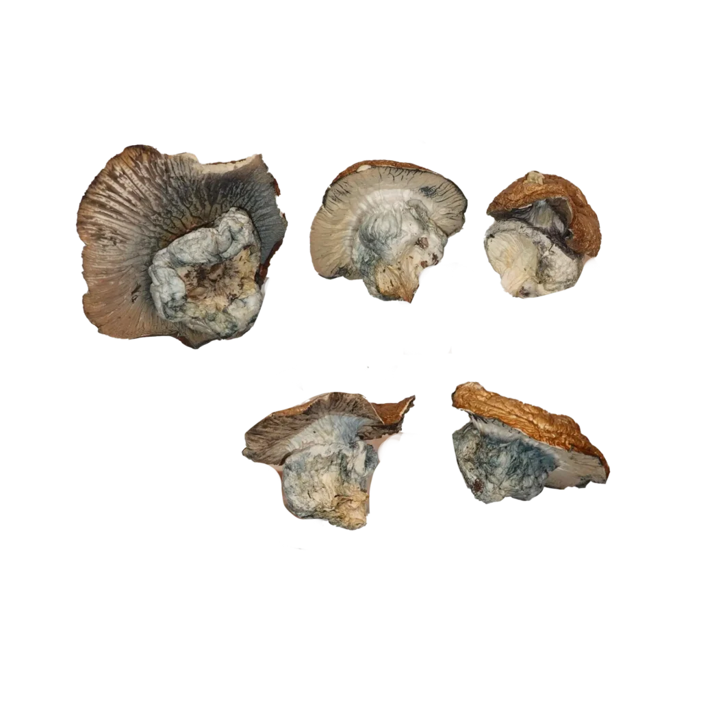 Hillbilly Pumpkin Magic Mushrooms