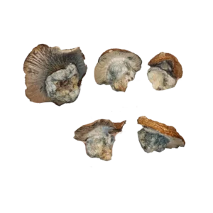 Hillbilly Pumpkin Magic Mushrooms