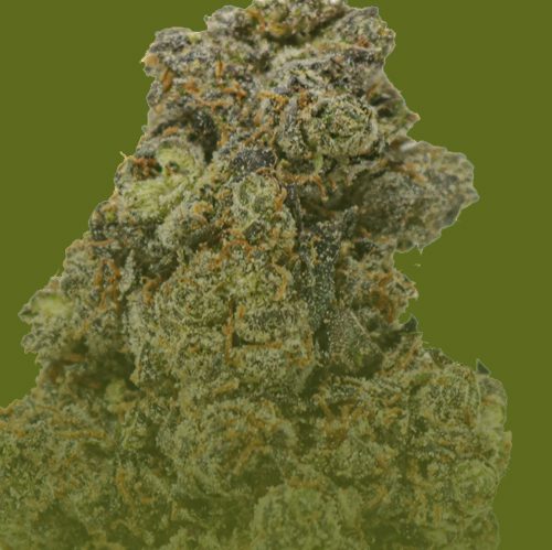 Hybrid flower