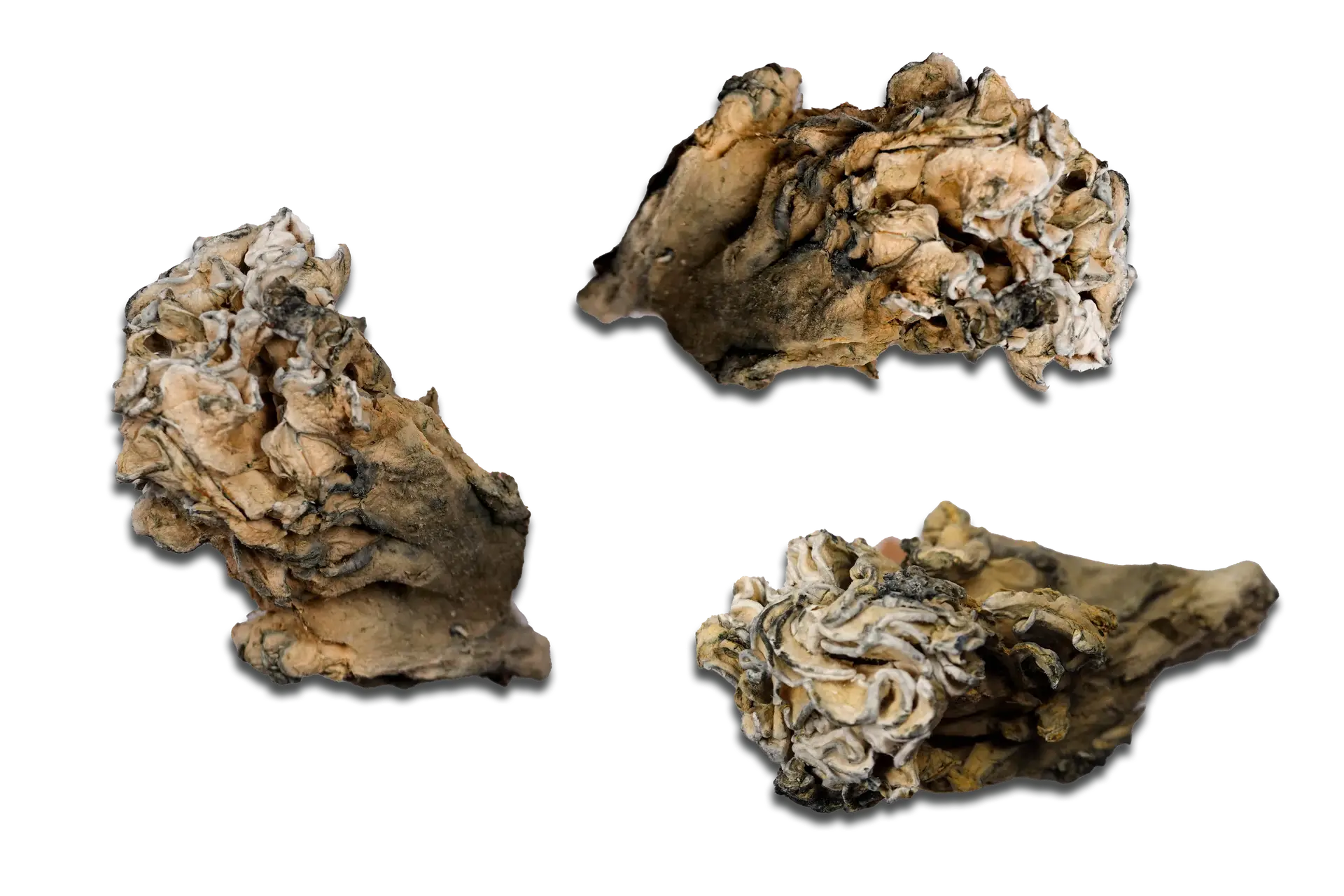 Hydra Enigma Magic Mushrooms