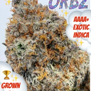Orbitz AAAA+ Exotic Indica