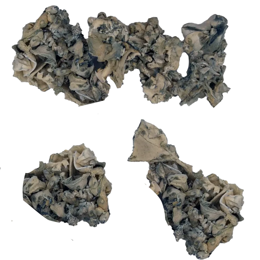Jabba Enigma Magic Mushrooms