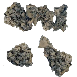 Jabba Enigma Magic Mushrooms