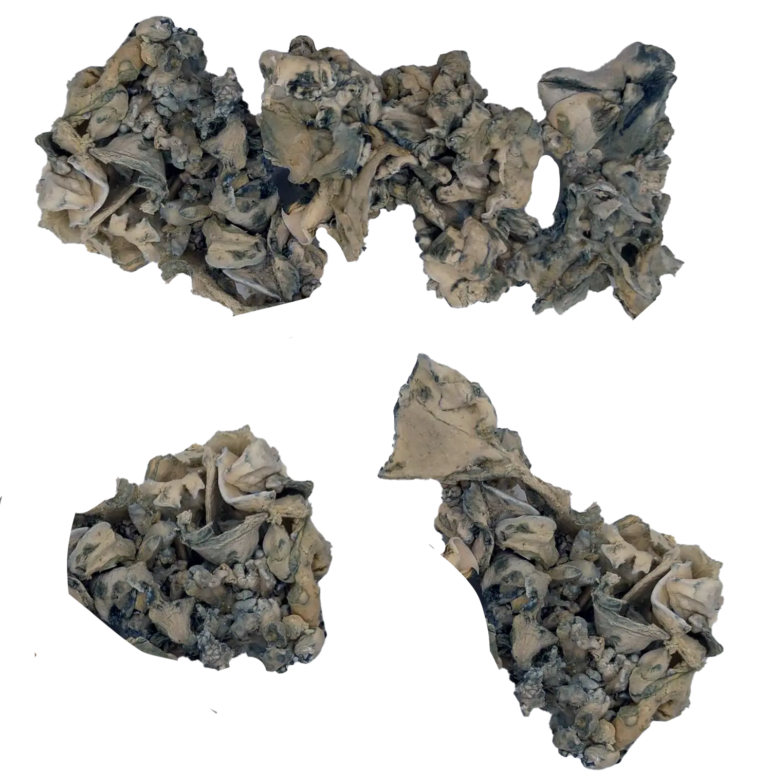 Jabba Enigma Magic Mushrooms