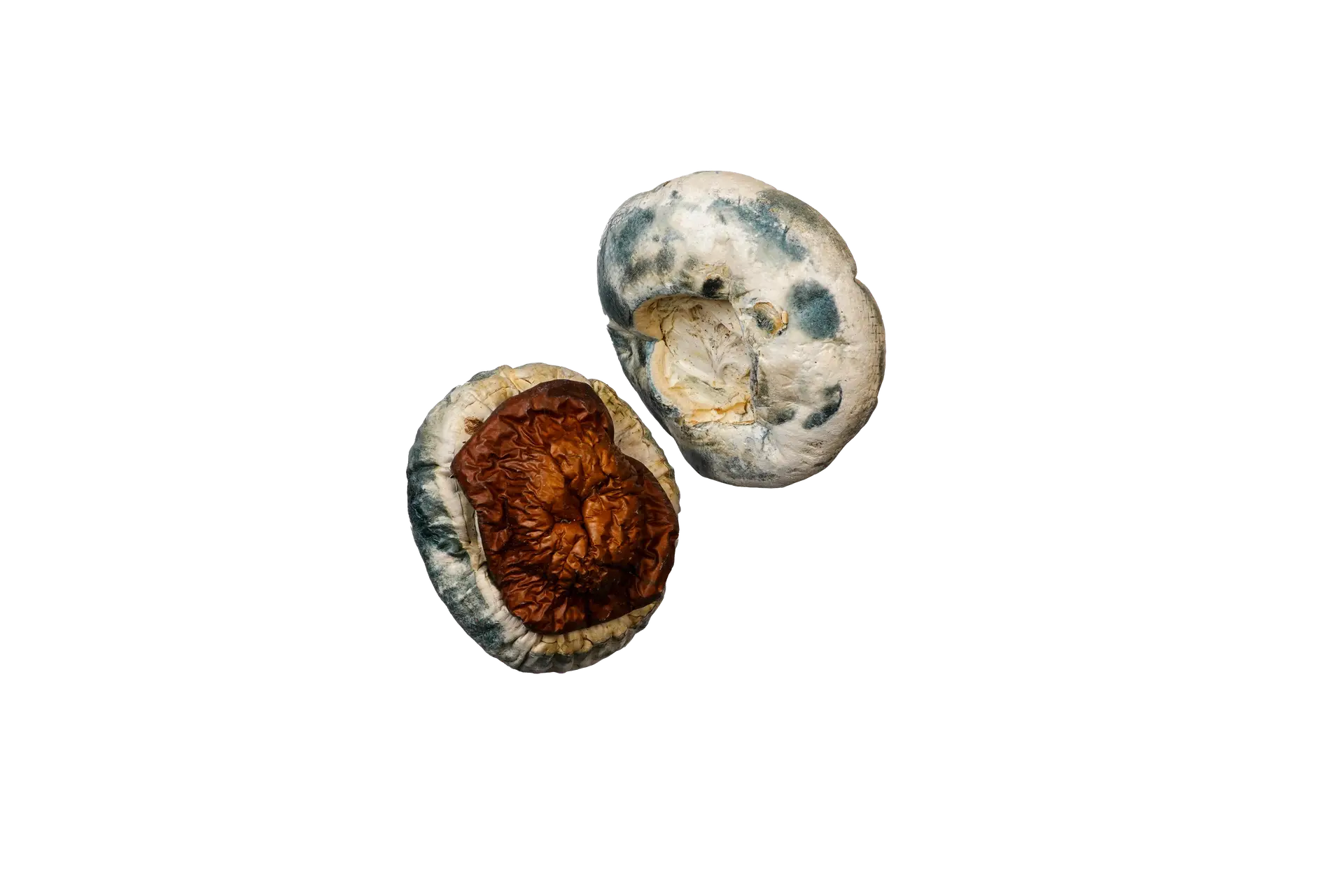 King Kong Magic Mushrooms - Image 2