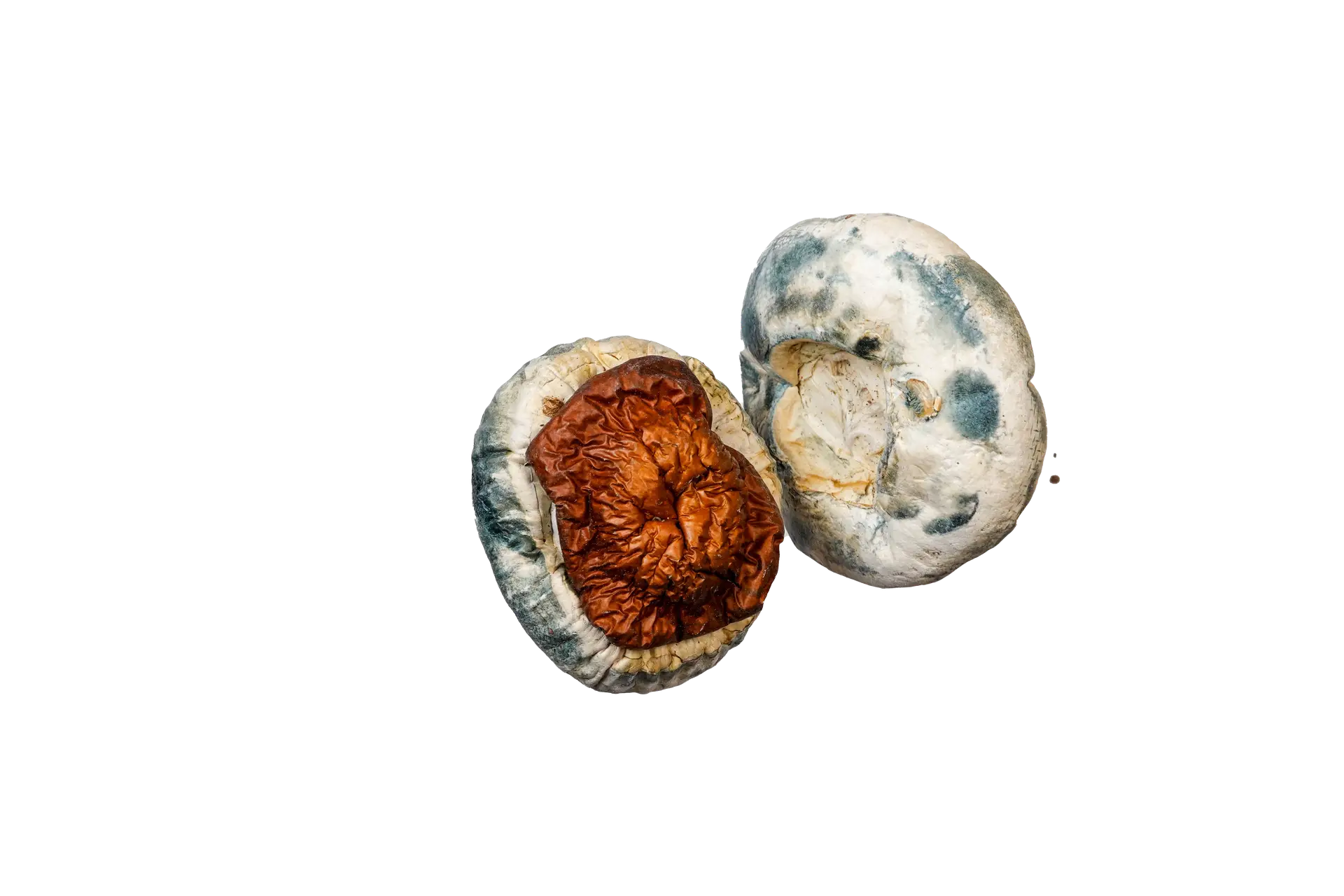 King Kong Magic Mushrooms - Image 3