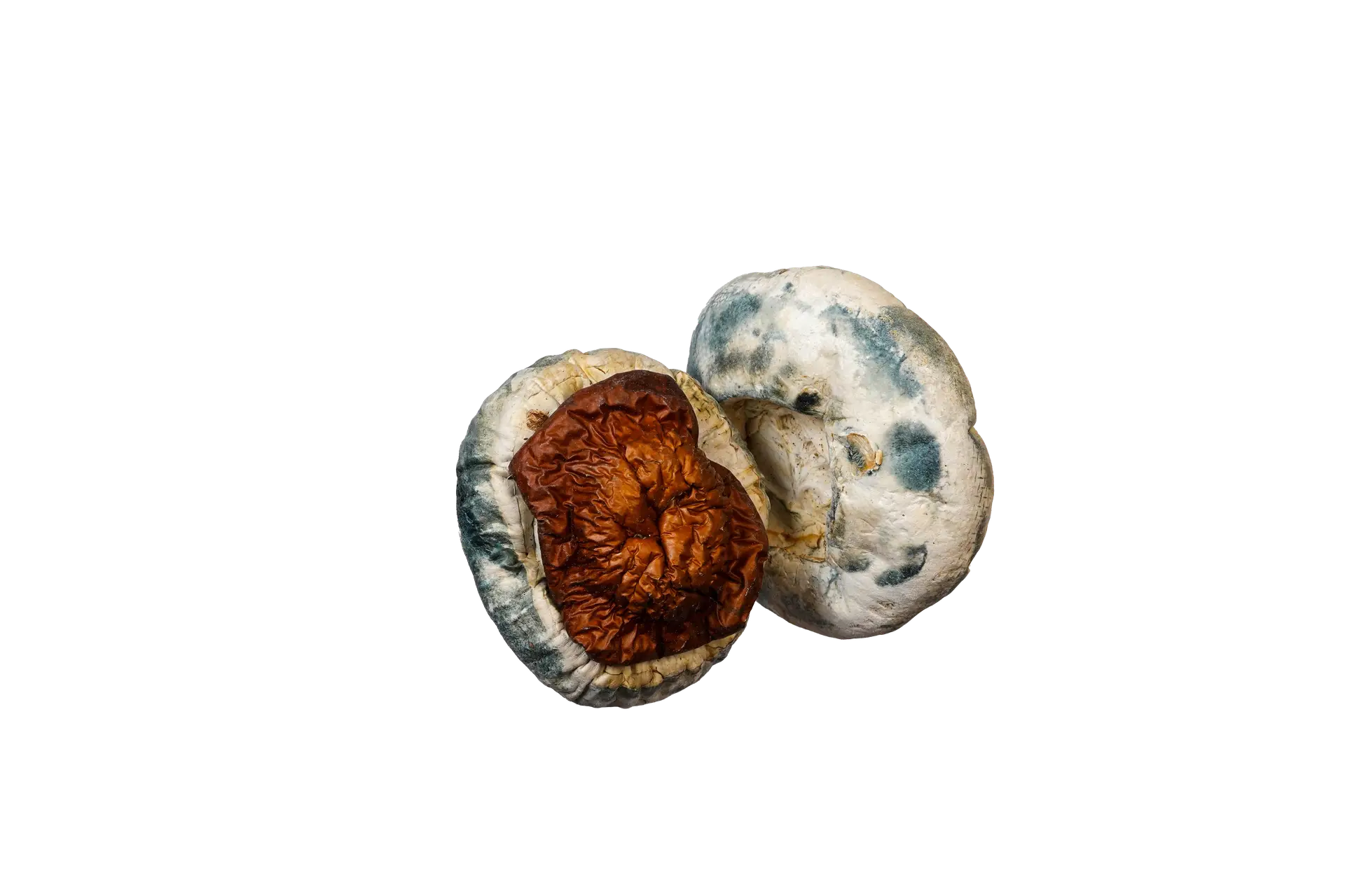 King Kong Magic Mushrooms - Image 4