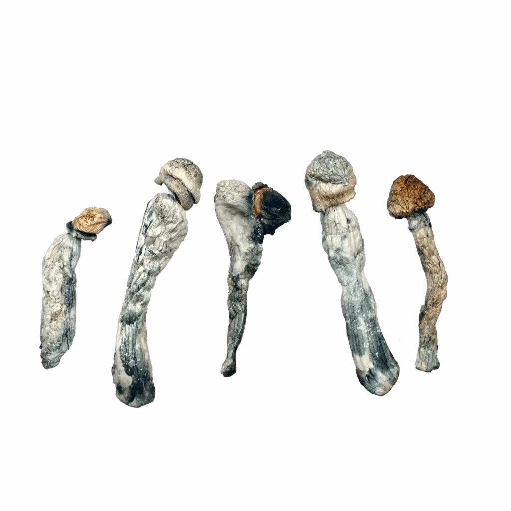 Lucid Gates – Magic Mushrooms