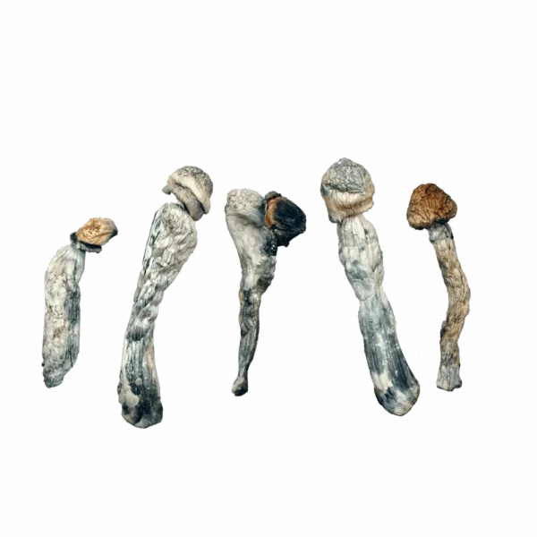 Lucid Gates – Magic Mushrooms