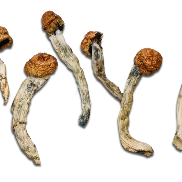 Machine Elf Magic Mushrooms