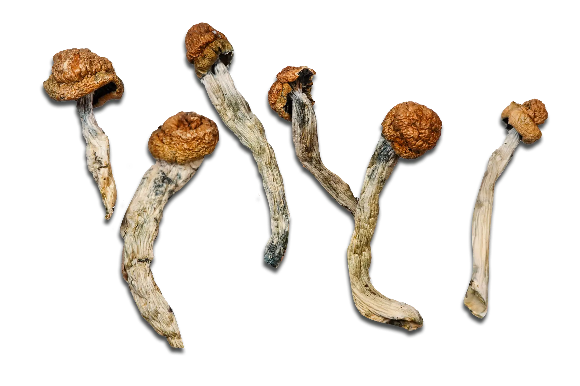 Machine Elf Magic Mushrooms