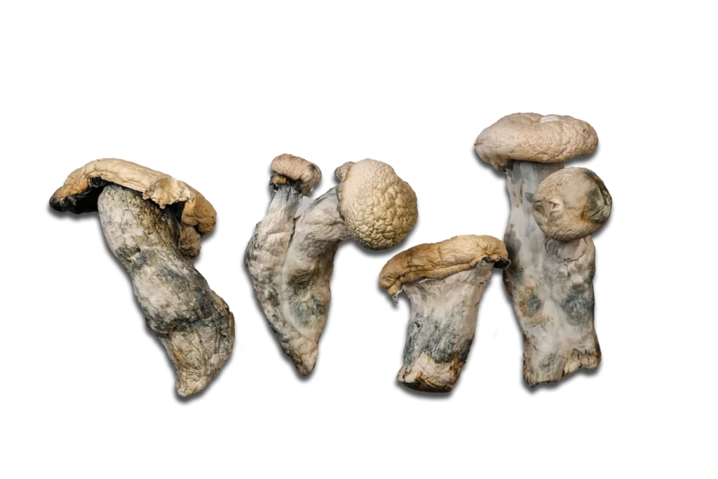 Maria Scbina Magic Mushrooms