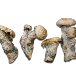 Maria Scbina Magic Mushrooms