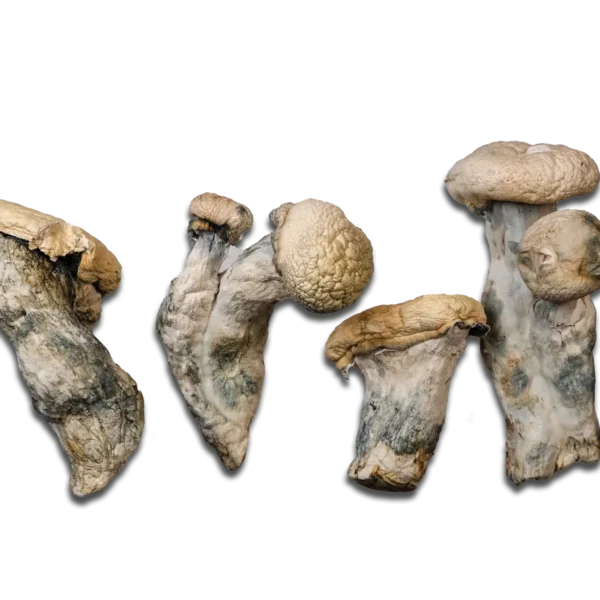 Maria Scbina Magic Mushrooms