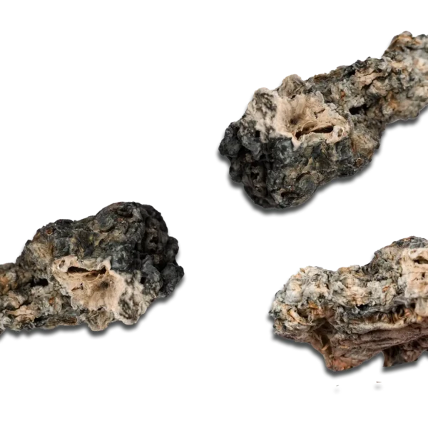 Nebula Enigma Magic Mushrooms