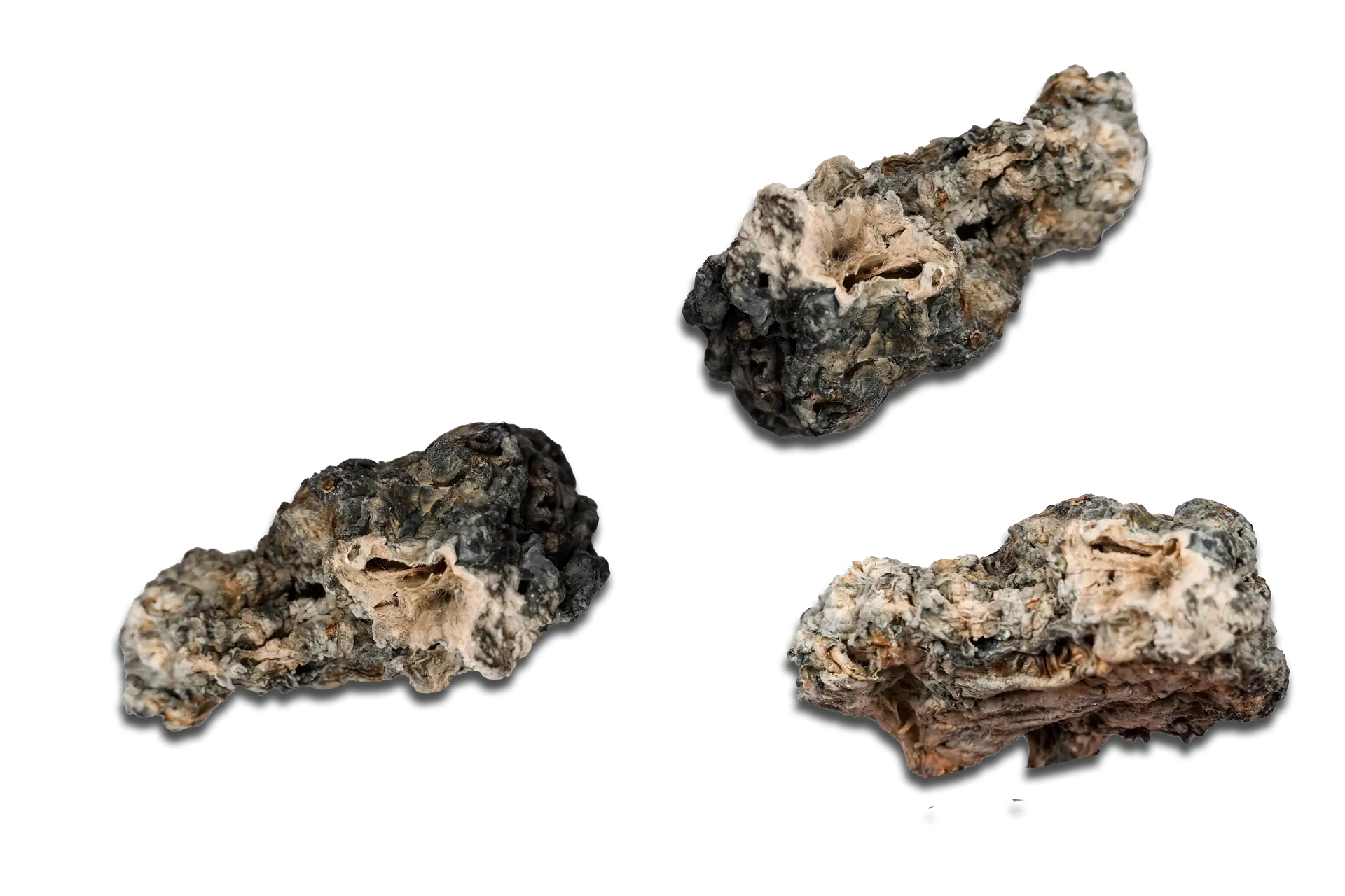 Nebula Enigma Magic Mushrooms
