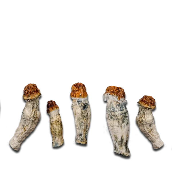 Oakridge Magic Mushrooms (Nuclear Mushroom)
