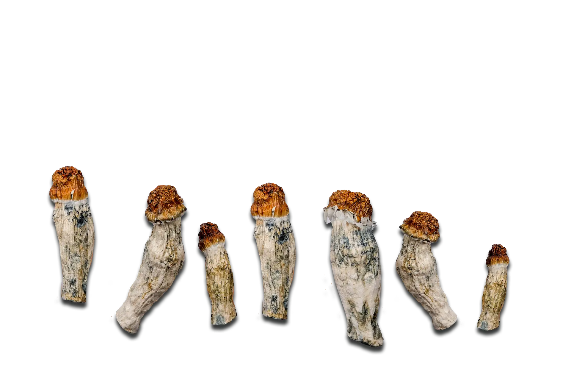 Oakridge Magic Mushrooms (Nuclear Mushroom)