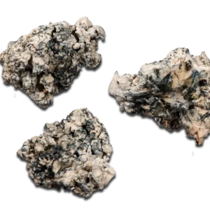 Omni Enigma Magic Mushrooms