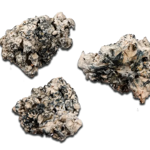 Omni Enigma Magic Mushrooms