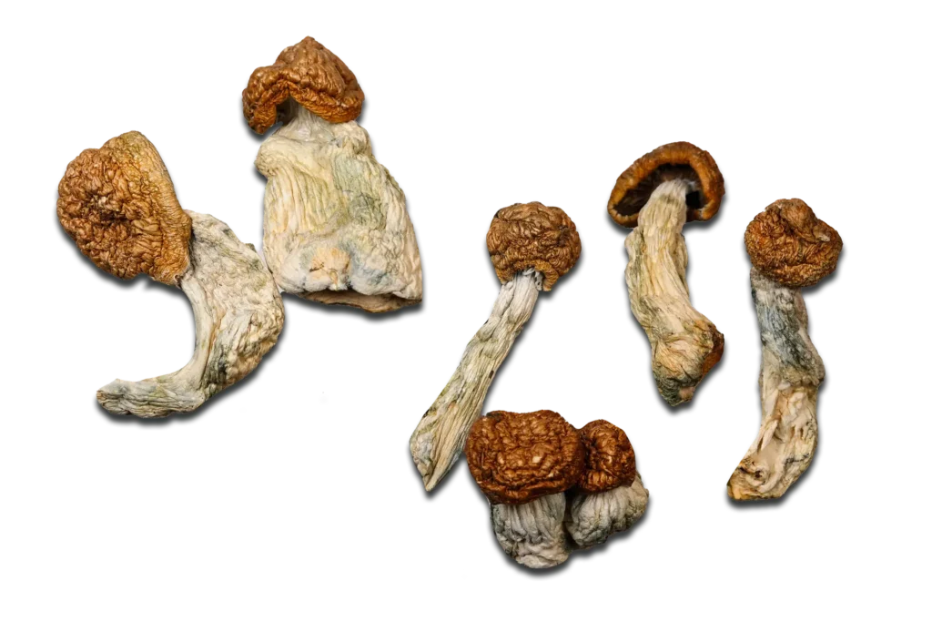 Penis Envy #7 Magic Mushrooms